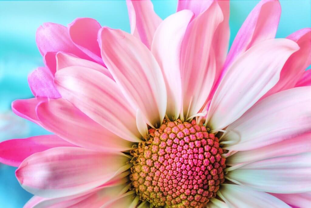 A pink colour flower
