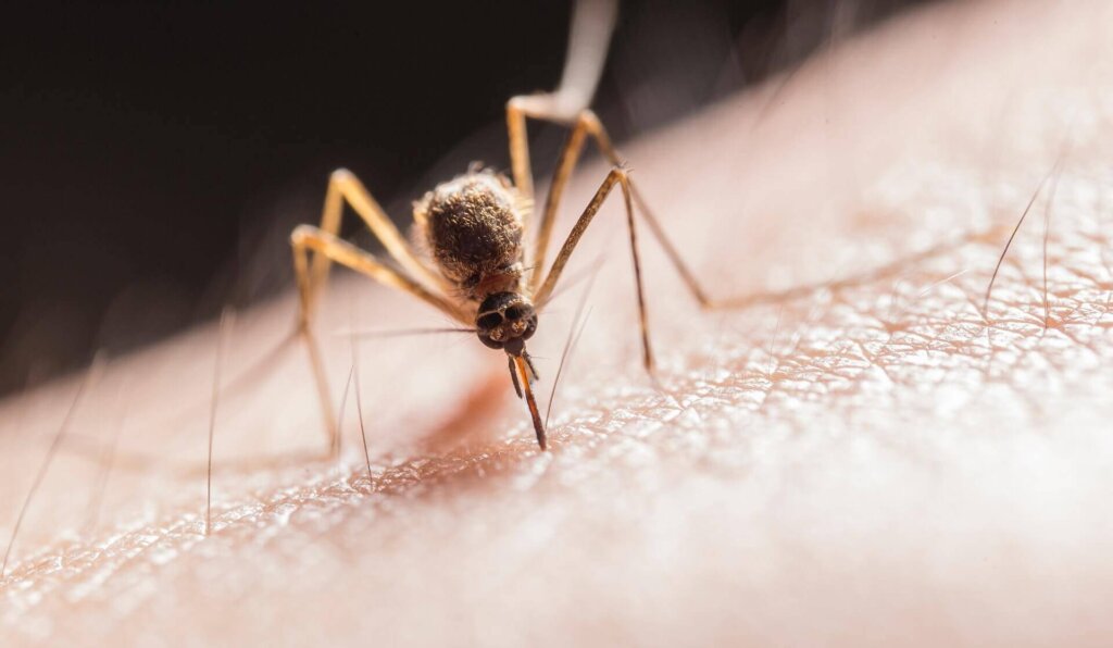 mosquito biting the skin