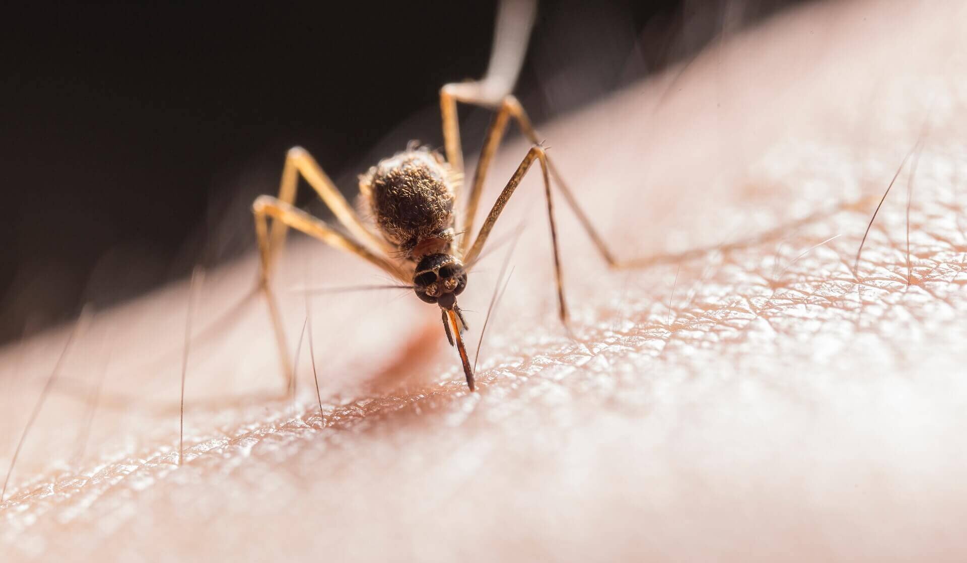 how do mosquitoes bite