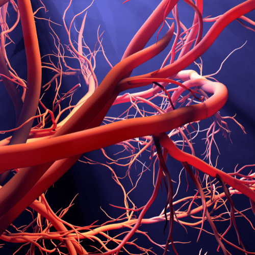 blood vessel formation