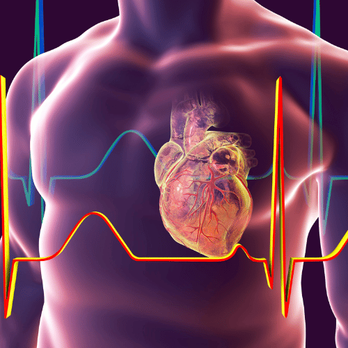 Heart with coronary vessels inside human body