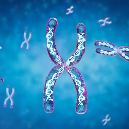 Transparent chromosome contain dna strand inside